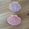 PINCES COQUILLAGES
